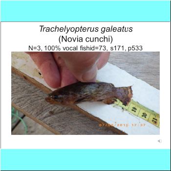 Trachelyopterus galeatus.png